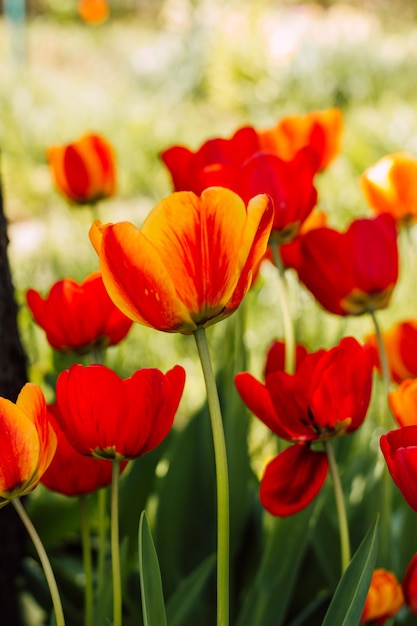 Поле с красивыми цветущими красными тюльпанами весной