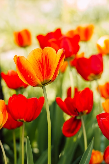 A field with beautiful blooming red tulips in spring