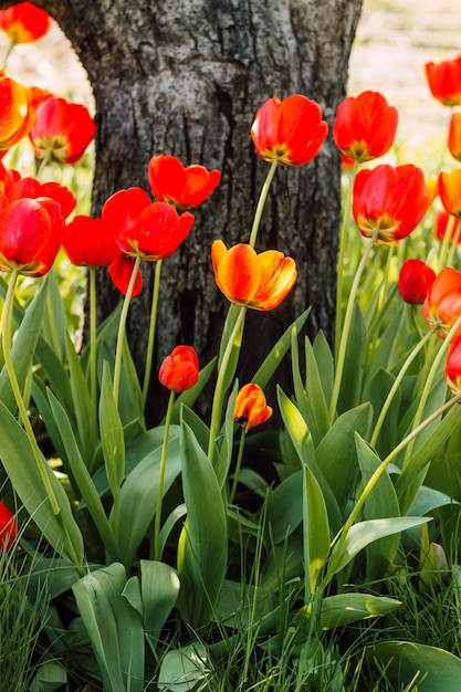 A field with beautiful blooming red tulips in spring