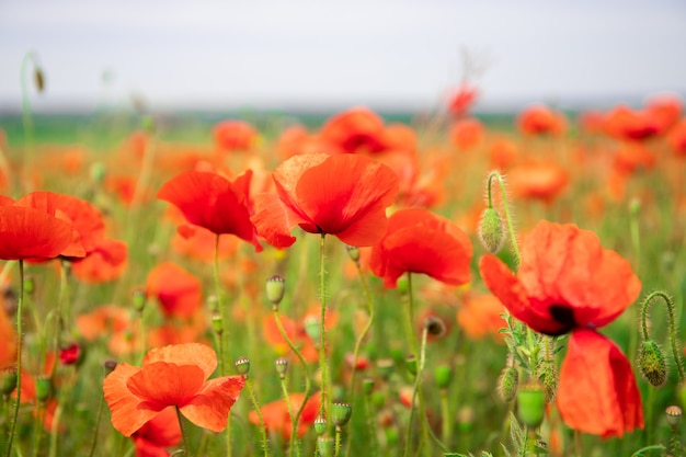 Photo field with beautiful red poppies. beautiful landscape