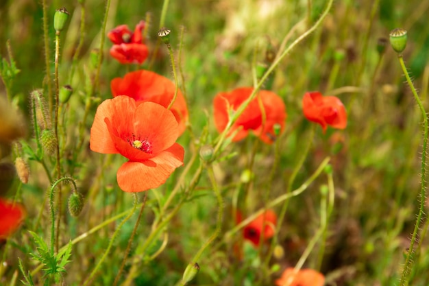 Field with beautiful red poppies. Beautiful landscape