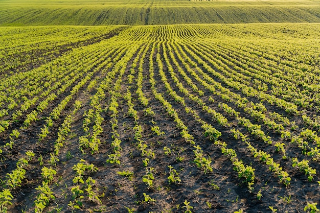 A field with beautiful rows of soybean sprouts Soybean field at sunset in summer