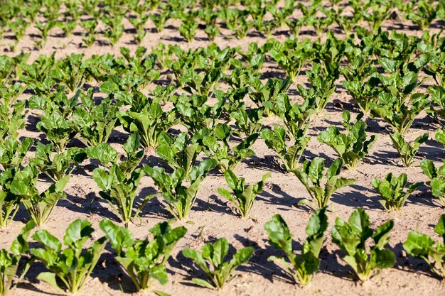 Field with beetroot