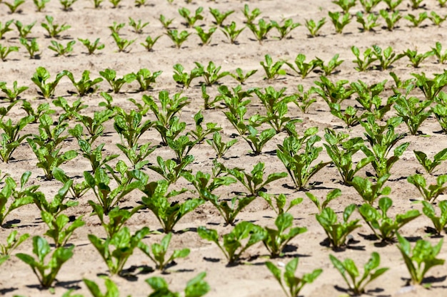 Field with beetroot