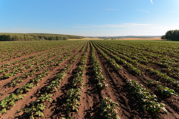 Campo con barbabietole