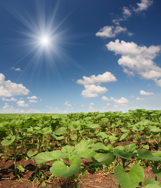 Field with beginnings sunflowers