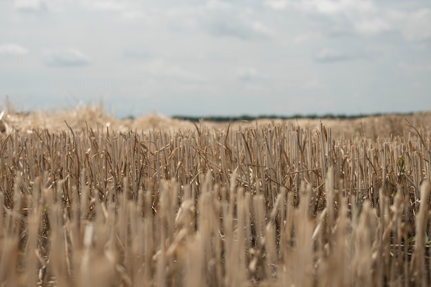 Campo con grano smussato. la paglia sporge dal terreno
