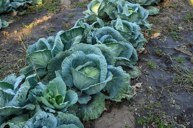 A field with big cabbage in early summer