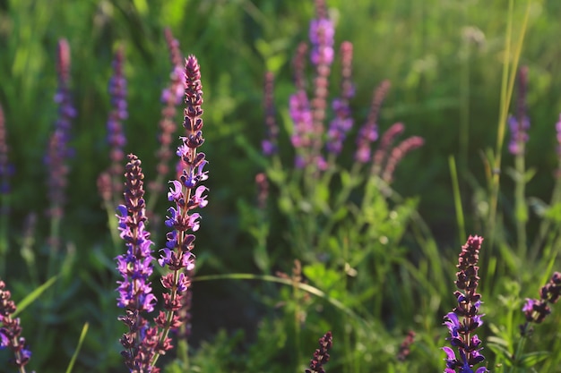 Field with blooming sage, closeup