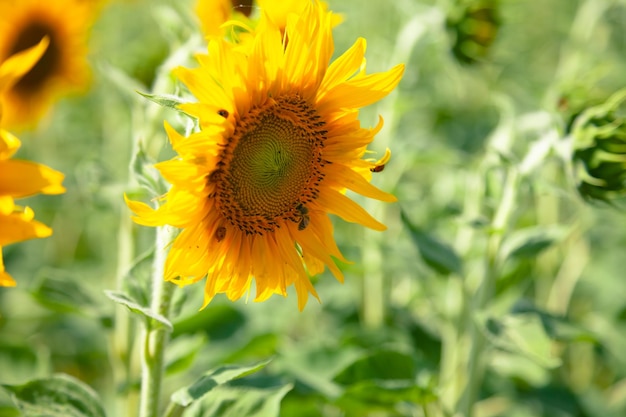 Campo con un girasole in fiore nell'europa orientale