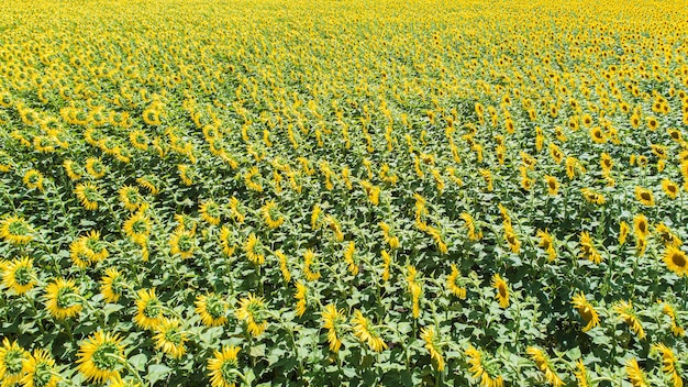 Field with blooming sunflowers Aerial view Outdoor