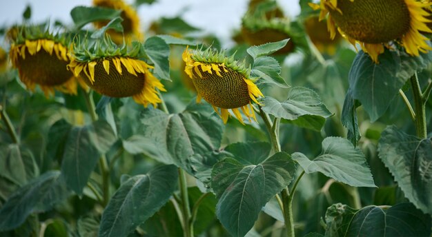 Field with blooming sunflowers on a summer day, a row of plants