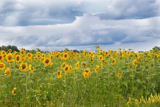 A field with blooming yellow sunflowers and a beautiful blue sky with clouds