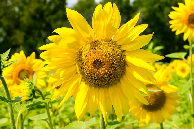 Field with blossoming sunflower flowers. A day in sunflowers