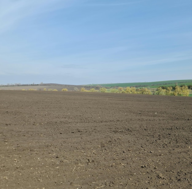 A field with a blue sky and a field with trees in the background.