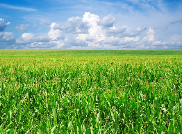 Field with blue sky