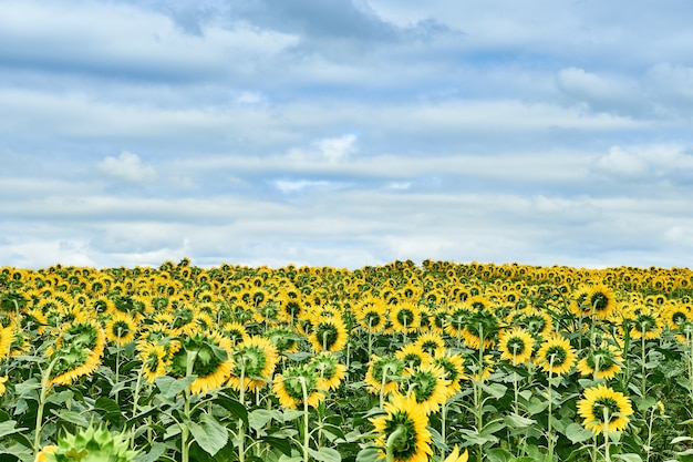 Photo field with bright yellow sunflowers.