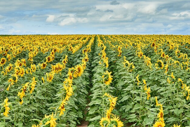 Field with bright yellow sunflowers.