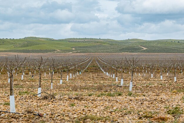 a field with a bunch of trees that have been planted with the name  on it