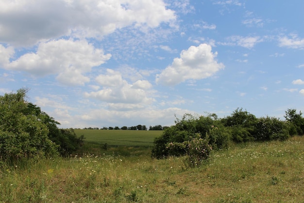 A field with bushes and trees