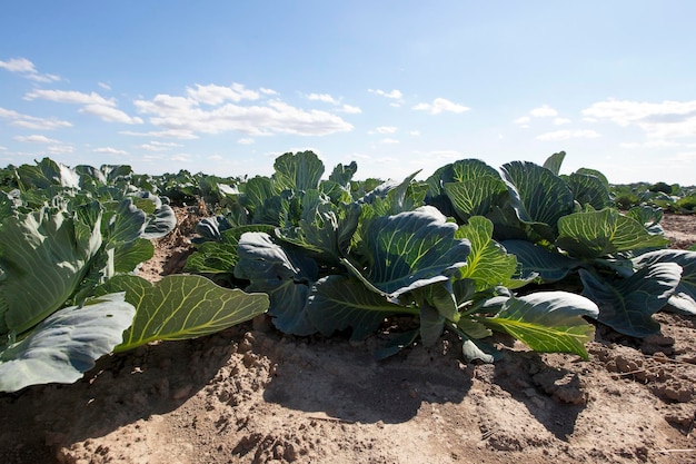 Field with cabbage