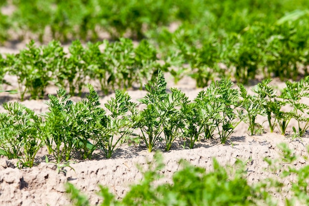 Field with carrot