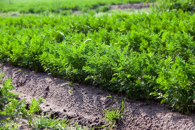 Field with carrot