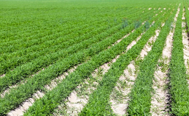 Field with carrot