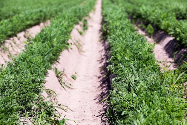 Field with carrot