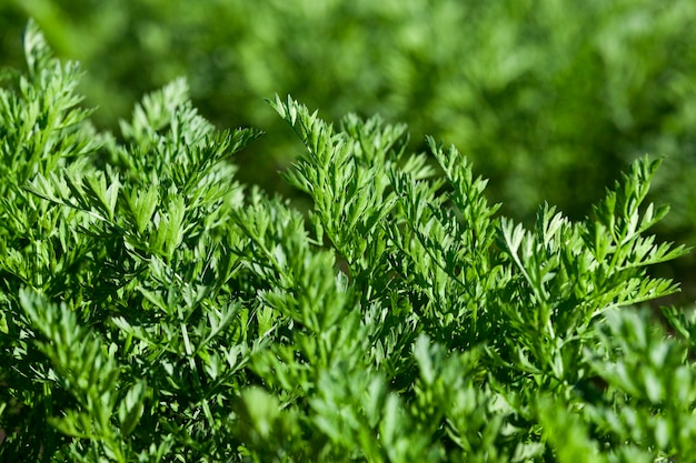 Field with carrot