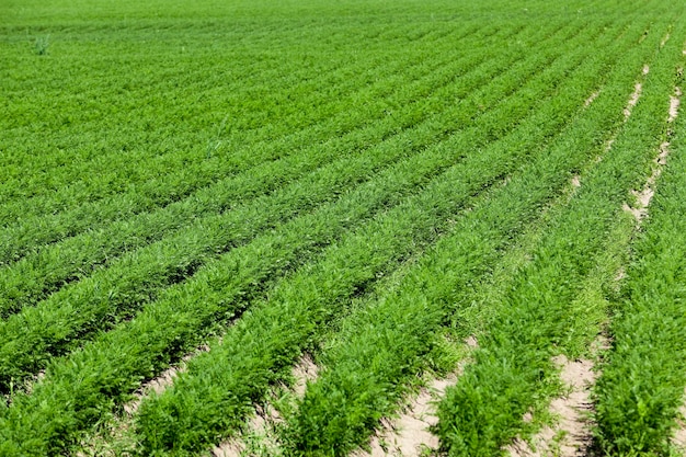 Field with carrot