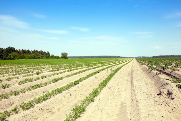 Field with carrot