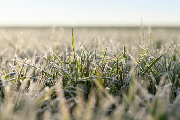 Field with cereal sprouts completely covered with frost crystals in winter