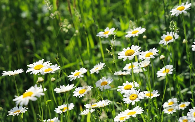 Field with chamomiles on green meadow in sunny day