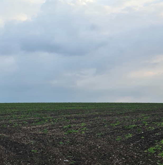 A field with a cloudy sky in the background