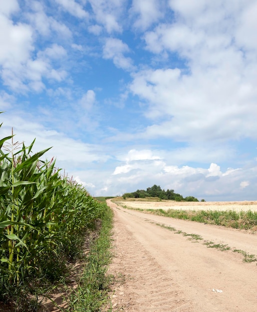 Photo field with corn