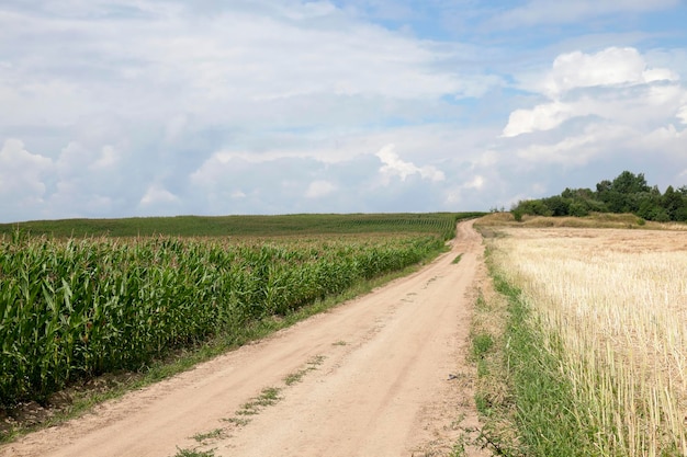 Field with corn