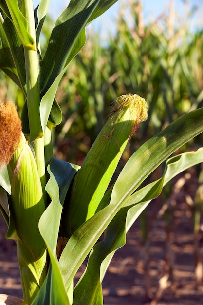 Field with corn