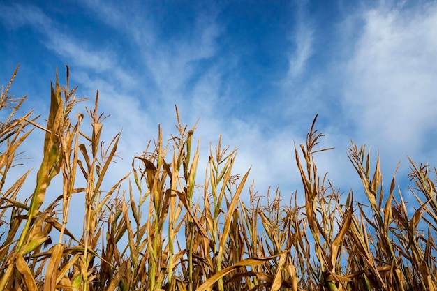 Field with corn