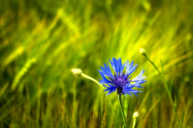 A field with cornflowers and other wildflowers.