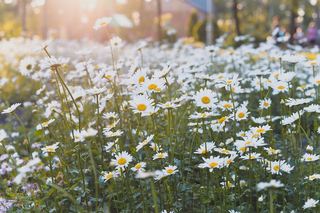 夏と春のデイジーの花を持つフィールド