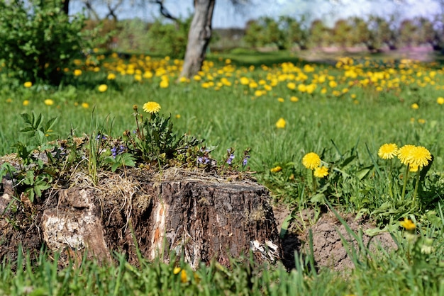 Field with dandelions. The first spring flowers.