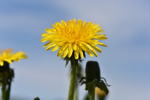 写真 タンポポのフィールド。最初の春の花。