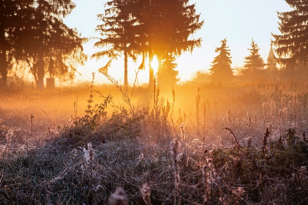 Поле с росой утром на рассвете.