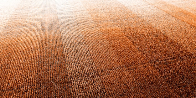 Field with different varieties of corn. Experimental research in the agricultural sector. Drone view.