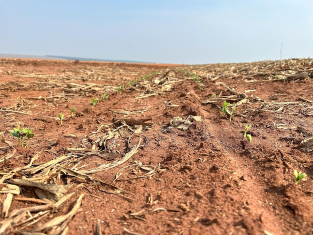 a field with a dirt road that has a field with a plant growing out of it