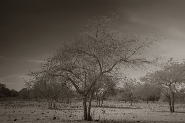 Field with the dramatic scene