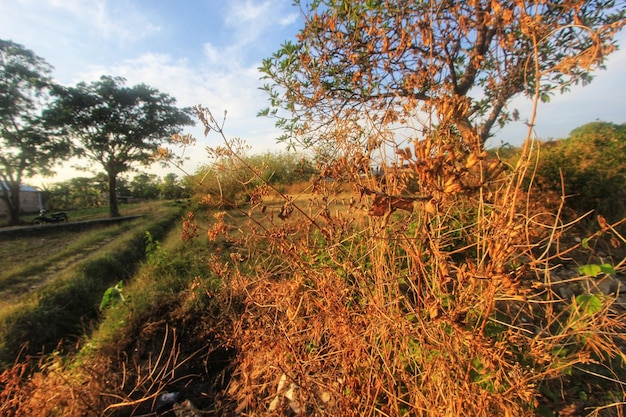 a field with dried grass and trees in the background