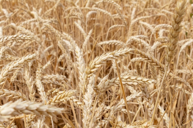 Field with ears of grain wheat close up growing, agriculture farming rural economy agronomy concept