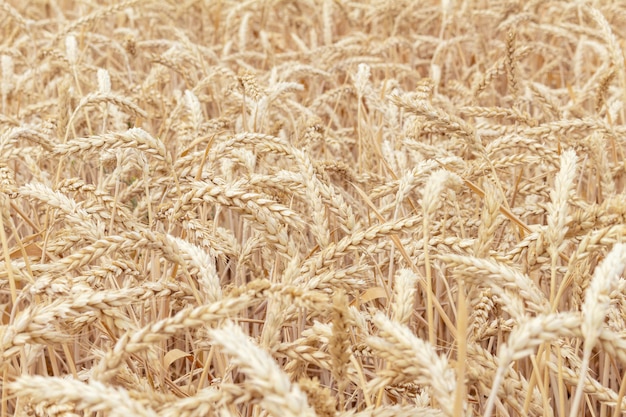 Field with ears of grain wheat close up growing, agriculture farming rural economy agronomy concept